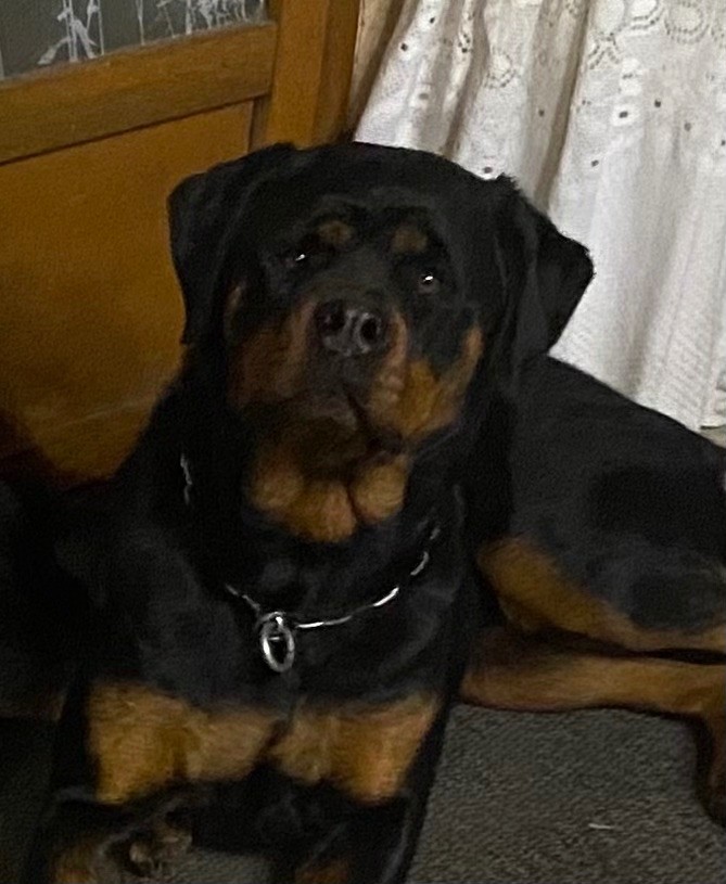 Urson Des Rotts De La Cote D'Opale