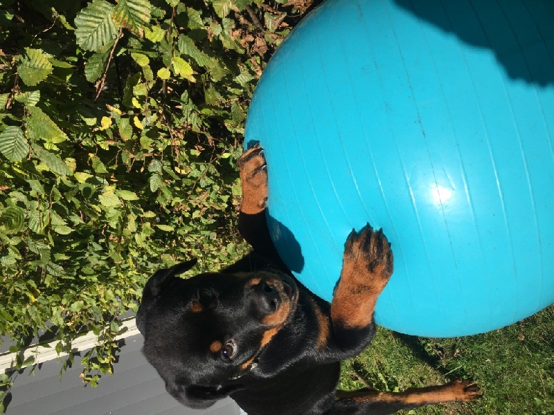 Laya des Rotts de la Côte D'Opale (17/06/2015)