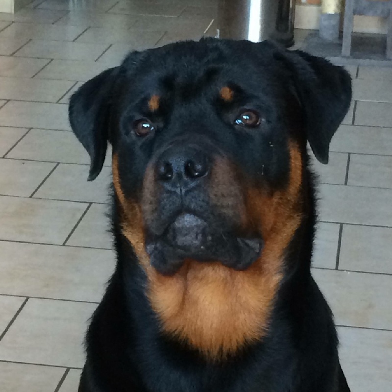 Lyrko des Rotts de la Côte d'Opale (17/06/2015)