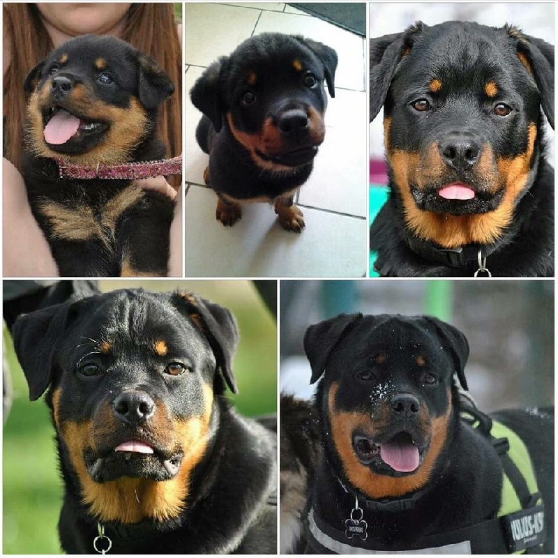 Love (Lynka) des Rotts de la Côte D'Opale (17/06/2015)