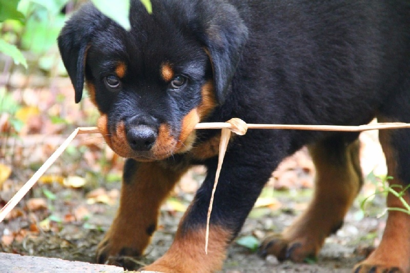 Lenz des Rotts de la Côte d'Opale (27/06/2015)