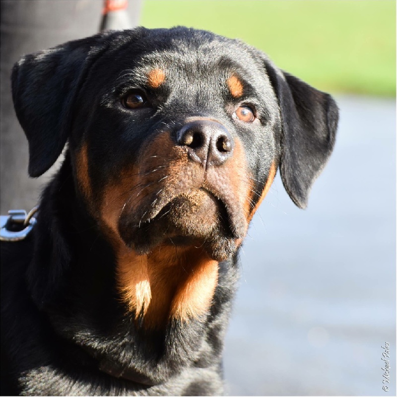 L'vis (Lewis)des Rotts de la Côte d'Opale (17/06/2015)