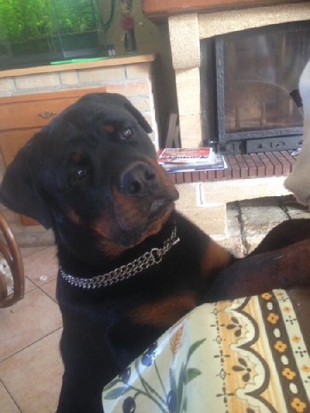 Linox (L'prince)des Rotts de la Côte d'Opale (17/06/2015)