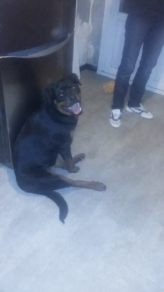 Laïss des Rotts de la Côte d'Opale (17/06/2015)
