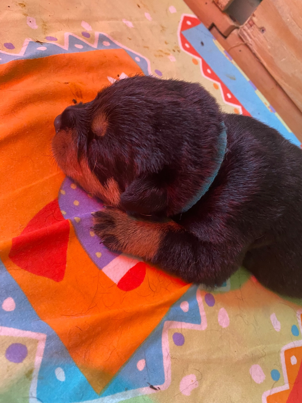 Des Rotts De La Cote D'Opale - Chiots disponibles - Rottweiler