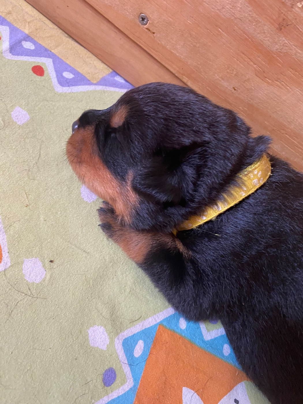 Des Rotts De La Cote D'Opale - Chiots disponibles - Rottweiler