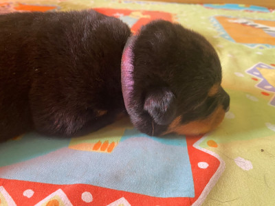 CHIOT 1
