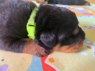 CHIOT 2