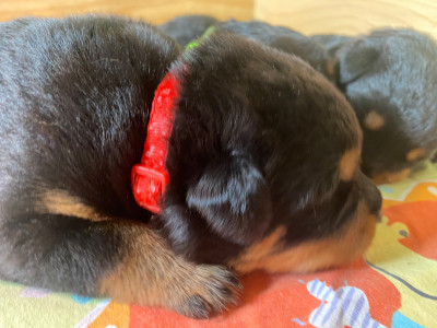 CHIOT 4