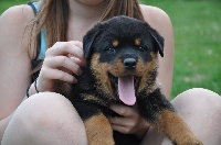 Laya