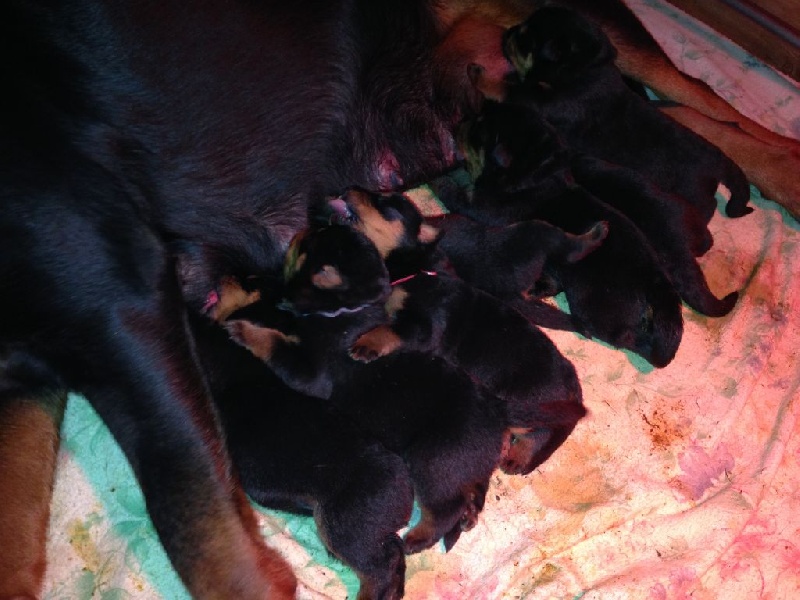 Des Rotts De La Cote D'Opale - Rottweiler - Portée née le 17/06/2015